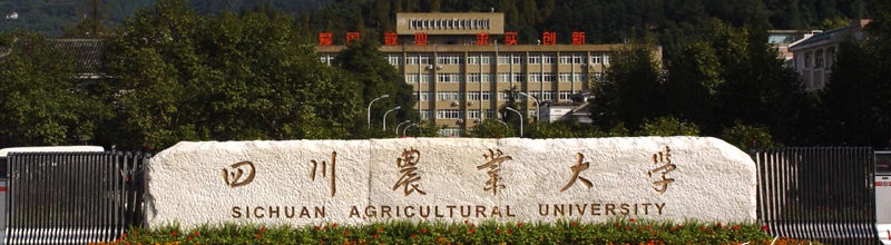 四川大学校门